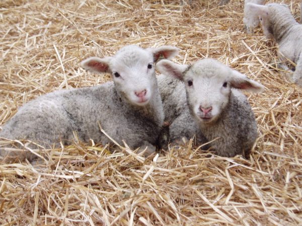 These siblings are just painfully cute and didn't seem to mind being photographed. Perhaps just too sleepy to object.