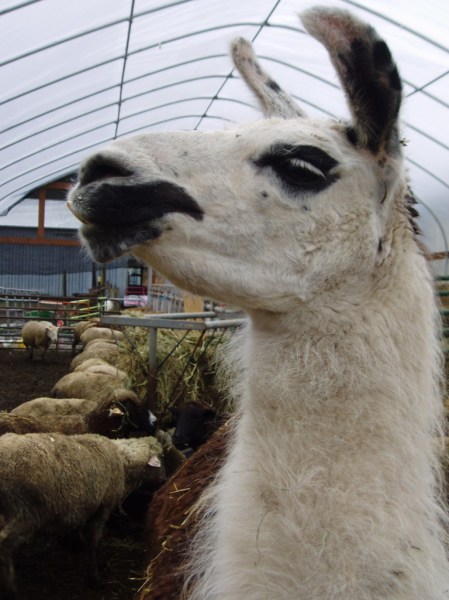 Icey, the llama, apparently posing for her picture. She helps watch over the little ones.