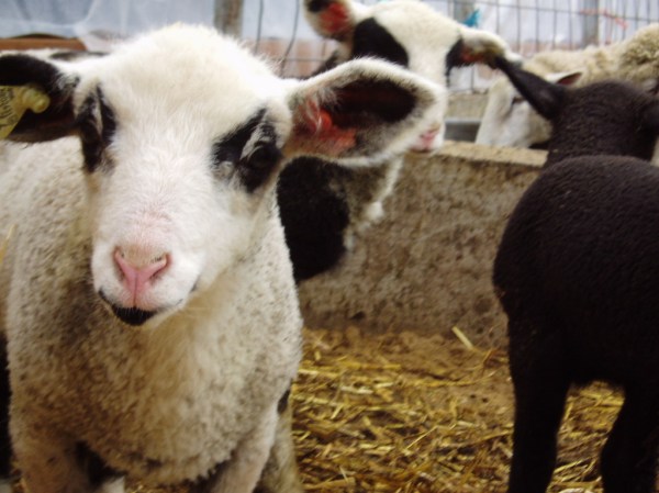 Most of the lambs are still quite skittish, but this spotted one didn't mind getting up close to the camera.